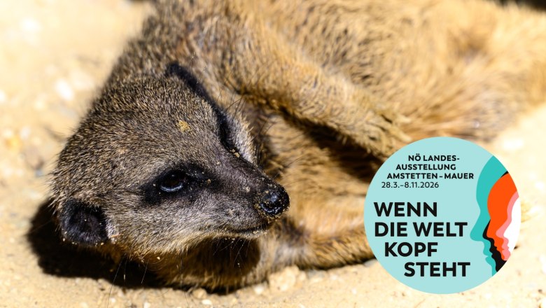 Ein Erdmännchen liegt auf sandigem Boden. Ein runder Aufkleber mit der Aufschrift 'Wenn die Welt Kopf steht' ist rechts unten im Bild.