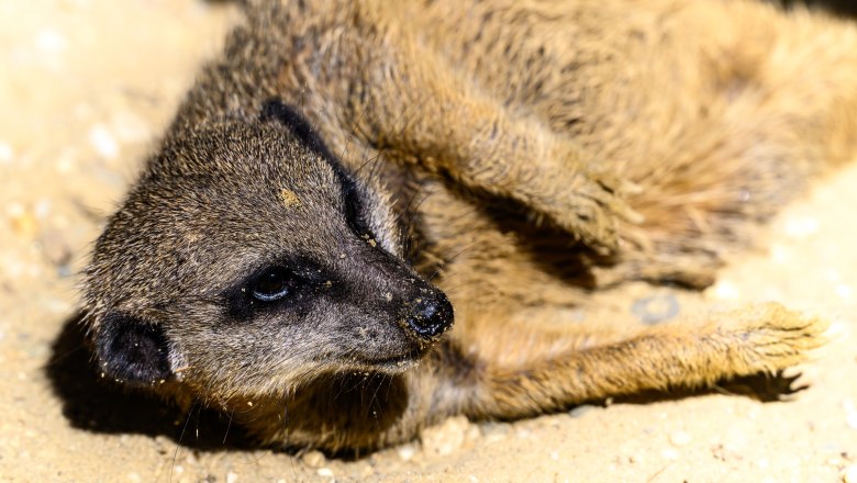 Ein Erdmännchen liegt entspannt auf sandigem Boden.