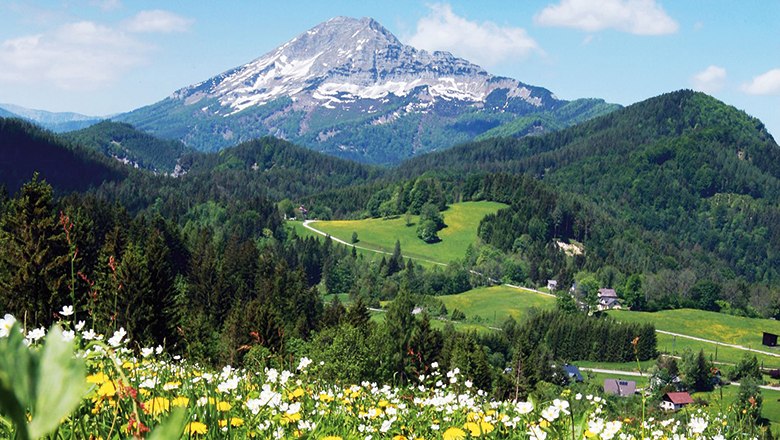 Berg &Ouml;tscher in &Ouml;sterreich mit bl&uuml;hender Wiese im Vordergrund.