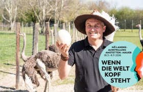 Ein Mann mit Hut hält ein Straußenei, im Hintergrund sind Strauße zu sehen. Ein Logo der NÖ Landesausstellung 2026 ist eingeblendet.